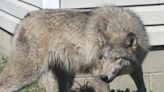 Wolf-hybrid pet kills Alabama baby