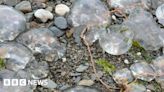Ilfracombe: Thousands of dead moon jellyfish wash up on beach