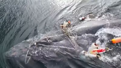 Moment Humpback whale entangled in fishing lines is rescued in British Columbia