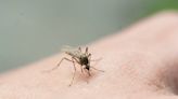 These 10 SC cities have the worst mosquito problems in 2023, Terminix says. Here’s where