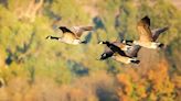 Length of Canada geese season reduced by Pennsylvania Game Commission - Outdoor News