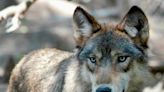 Report: Colorado wolf may have been killed by mountain lion