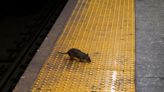 New York City Seeks New 'Director of Rodent Mitigation' Among Rising Street Rat Crisis