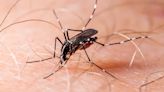 Vaccine 'Will Not Curb' Dengue Epidemic, Says PAHO