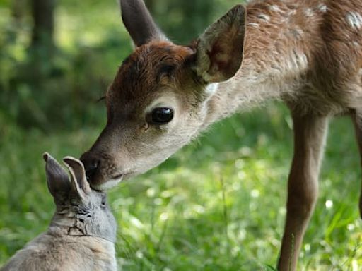 Mylène Farmer prête sa voix à une nouvelle adaptation de "Bambi"