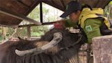 動物交換借殖遭指缺失 簡舒培：沒追蹤如同棄養