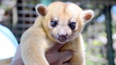 Rare & Exotic Animal Native to Central and South America Found at Washington Rest Stop