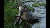 Mysterious thrashing in Florida swamp was alligator eating an alligator, woman learns
