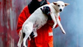 Man Goes Above and Beyond to Rescue Neighbor's Dogs From House Fire