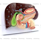 (ME-A097)人體肝膽胰十二指腸胃結構模型消化科醫用Whipple