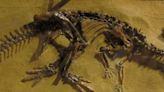 Ce dinosaure nouvellement découvert vivait peut-être sous terre