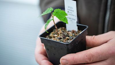 King Charles receives first seedling from felled Sycamore Gap tree