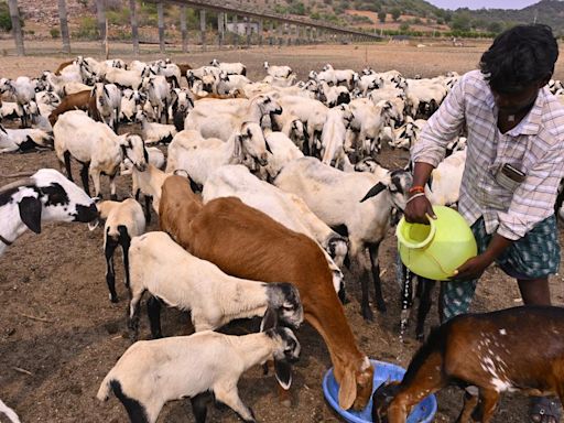 Number of goats and sheep reduced by 32.40% in Telangana in the last five years despite the sheep distribution programme