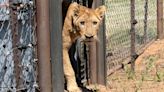 Lions traumatised by war find sanctuary - but for some there is no bite or fight left