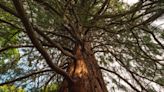 Giant sequoias thriving in UK and could grow as tall as in California