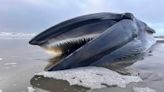 A fin whale decomposing on an Oregon beach creates a sad but ‘super educational’ spectacle