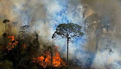 La Nación / Países de la Amazonía recibirán apoyo de EE. UU. en la lucha contra los delitos ambientales