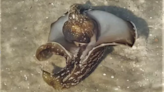 What are those slimy sea creatures washing up on Florida beaches?