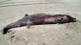 Nouvelle-Zélande : La baleine la plus mystérieuse et rare au monde échoue sur une plage
