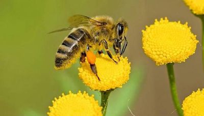 科學家意外發現大黃蜂水下可存活7天「具獨特生命力 」