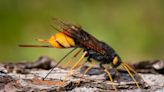 Un couple découvre un insecte au dard « monstrueux » dans son jardin, ce qu'ils en font va vous surprendre
