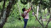 El momento de oro del cacao motiva a agricultores peruanos a aprender su mejor manejo