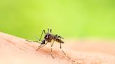 LA County to release sterilized mosquitoes to fight against invasive species