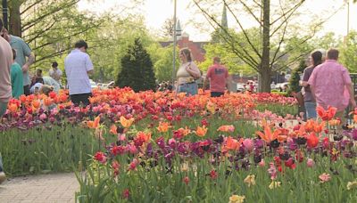 Tulip Time kicks off with Dutch culture and tulips on full display