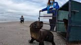 Se recuperó y volvió al océano un lobo de mar que encontraron malherido hace menos de un mes