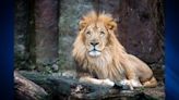 Beloved Franklin Park Zoo lion being treated for pneumonia, officials say