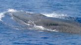 Florida Congressman Matt Gaetz wants Congress to OK killing rare whale