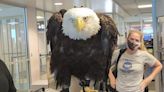 A 20-year-old bald eagle named Clark was spotted waiting in the TSA checkpoint line just like the rest of us