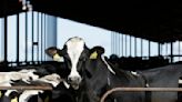 U.S. requires more dairy cows to be tested for bird flu as concerns grow