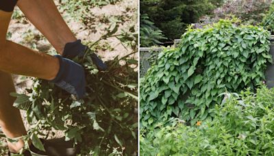 Here's how to kill & remove pretty plant that's strangling your garden blooms