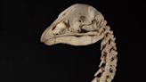 Ancient DNA reconstructs genome of extinct NZ native moa