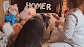 Pet Pig Named Homer Gets Tucked into Bed at Night by His Loving Owner in Sweet Video: Watch