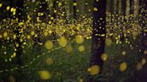 How do fireflies light up?