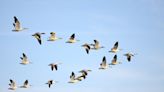 Daily Top News: Climate Change Causing Problems for Migratory Birds, Climate Change and Brain Health Study, Genetically Engineered...