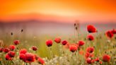 This Is Why Red Poppies Are a Symbol of Memorial Day