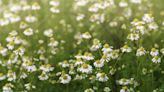 Chamomile Has Many Uses. Here's How to Grow Your Own