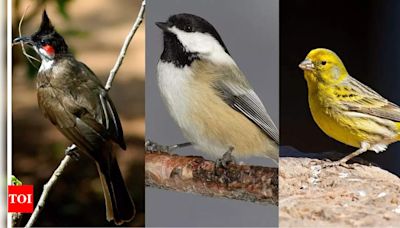 7 cutest birds in the world you need to know about | - Times of India