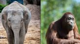 Dublin Zoo 'deeply saddened' following deaths of two animals