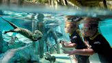 Experience an all-new animal adventure like no other at Discovery Cove
