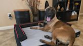 Las Vegas police honor ‘hidden heroes’ following canine stabbing
