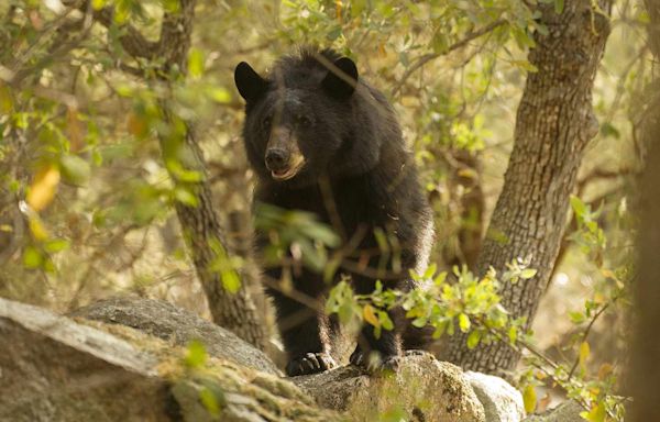 Bear Mauls 15-Year-Old Boy as He Watches TV in Arizona: ‘Got Him on the Nose and the Cheek’