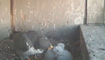 Eggs hatch in South Bend falcon nest. Video link moves to YouTube.