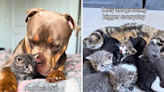 Owner warned against kittens in XL bully's room, but he's "gentle as ever"