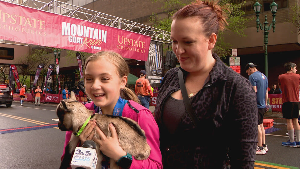 Tiny goat David becomes unexpected cheerleader at Mountain Goat run