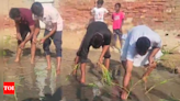 Residents plant paddy saplings on slushy road to vent their ire over its poor condition | Amritsar News - Times of India