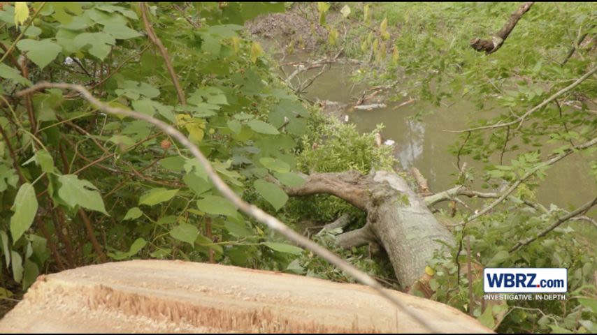 Broadmoor resident relieved after city removes dead tree threatening home